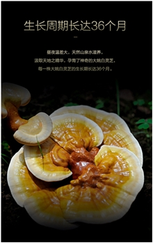 白灵芝30G